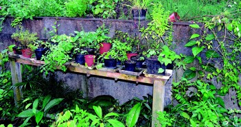 IL FAUT CULTIVER SON JARDIN