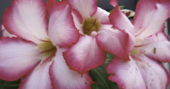 L’ADENIUM OBESUM OU ROSE DU DÉSERT