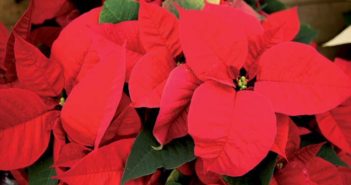 LE POINSETTIA, ÉTOILE DE NOËL