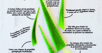 {Saveurs} L’Aloe Vera