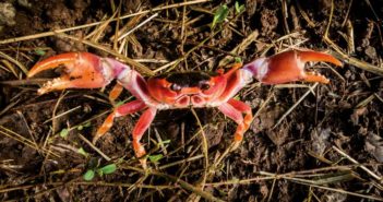 Le crabe, de la mangrove à l’assiette