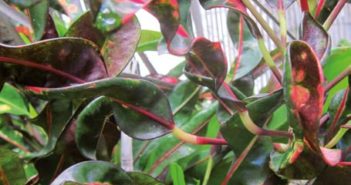 LE CROTON