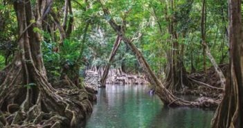 La Dominique : Evadez vous sur l’île nature de la Caraïbe