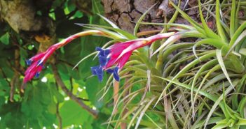 Le Tillandsia