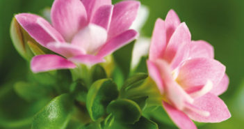Le kalanchoé