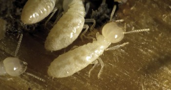 LUTTER CONTRE LES NUISIBLES POUR UN ENVIRONNEMENT SAIN
