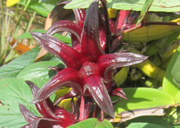 LA GROSEILLE « GWOZEY PEYI »