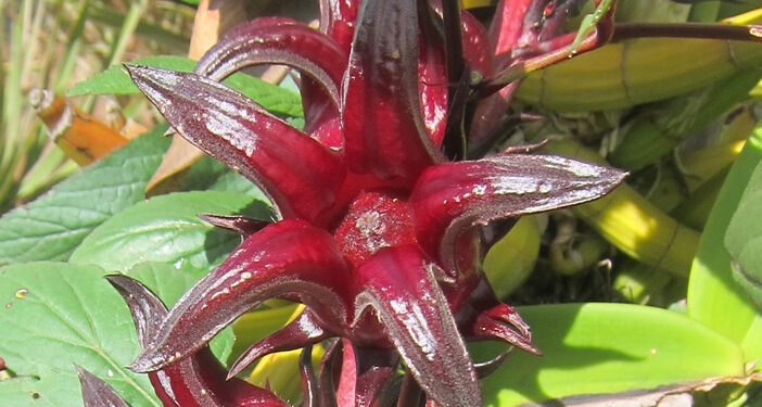 LA GROSEILLE « GWOZEY PEYI »