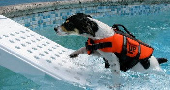 Pour la sécurité de votre chien