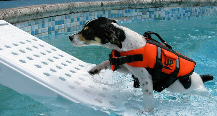 Pour la sécurité de votre chien