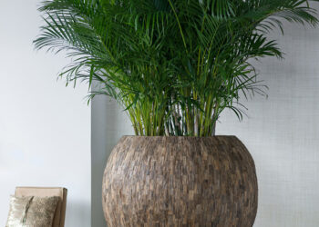 Les plantes dans tous leurs états !