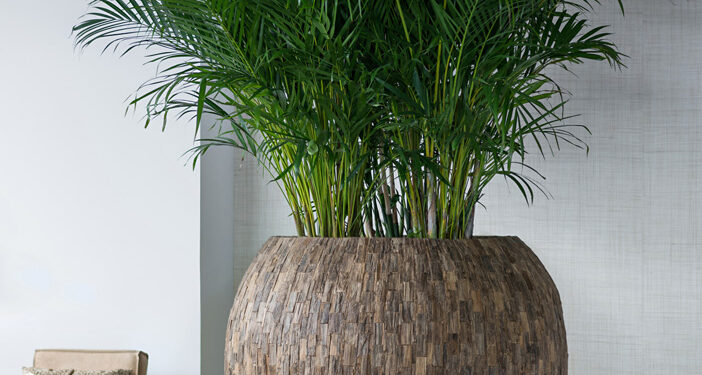 Les plantes dans tous leurs états !