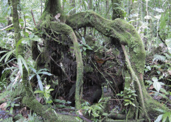 LE MYSTÉRIEUX ÉTANG ZOMBIS