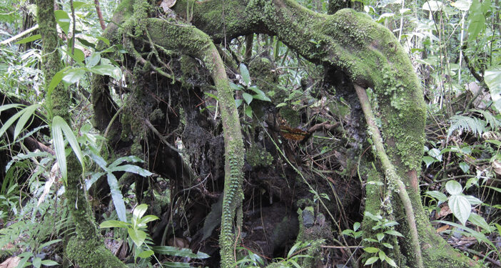 LE MYSTÉRIEUX ÉTANG ZOMBIS