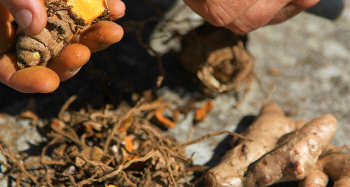 Le curcuma, une épice aux mille vertus