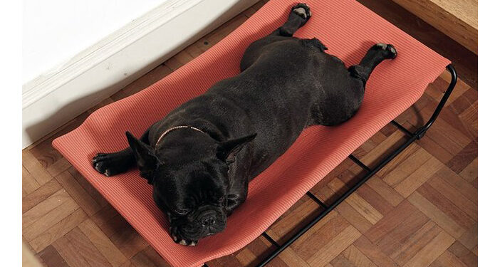 Et si vous offriez un hamac à votre chien ?