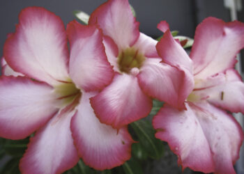 L’ADENIUM OBESUM OU ROSE DU DÉSERT