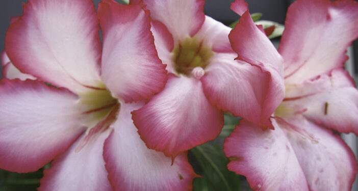 L&rsquo;ADENIUM OBESUM OU ROSE DU DÉSERT