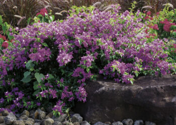 LE BOUGAINVILLIER OU LA BOUGAINVILLIÉE (AU FÉMININ)