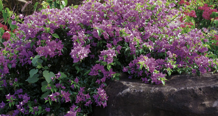 LE BOUGAINVILLIER OU LA BOUGAINVILLIÉE (AU FÉMININ)