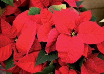 LE POINSETTIA, ÉTOILE DE NOËL