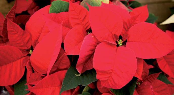 LE POINSETTIA, ÉTOILE DE NOËL
