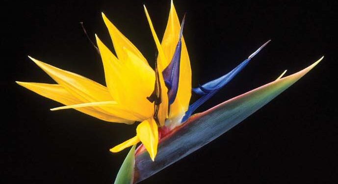 LE STRELITZIA, OISEAU DE PARADIS