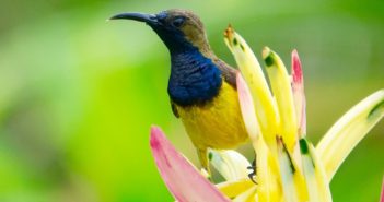 Interdiction des pesticides : Quelles solutions naturelles et alternatives utiliser pour les remplacer ?