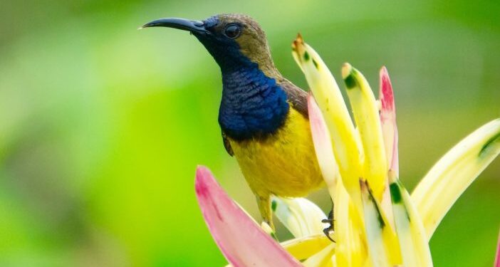 Interdiction des pesticides : Quelles solutions naturelles et alternatives utiliser pour les remplacer ?