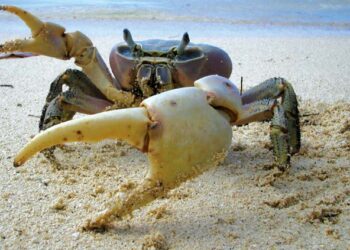 Le crabe, roi des tables de Pâques