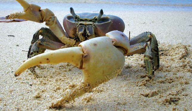 Le crabe, roi des tables de Pâques