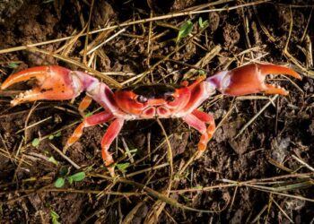 Le crabe, de la mangrove à l’assiette