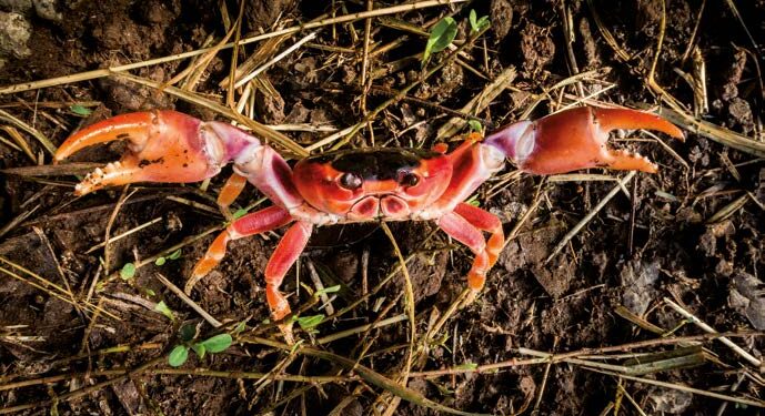 Le crabe, de la mangrove à l’assiette