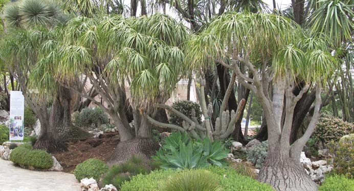 Beaucarnea recurvata, Nolina, arbre bouteille