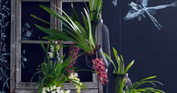 Des orchidées pour une touche déco unique !