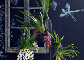 Des orchidées pour une touche déco unique !