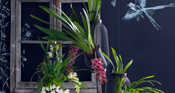 Des orchidées pour une touche déco unique !