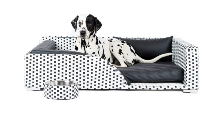 Un design qui a du chien !