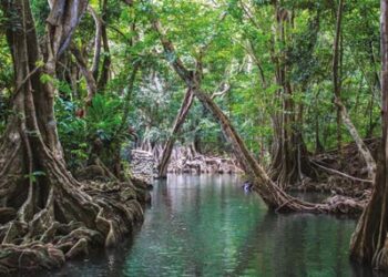 La Dominique : Evadez vous sur l’île nature de la Caraïbe (1/3)