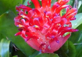 Le Vriesea, une beauté exotique