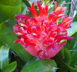 Le Vriesea, une beauté exotique