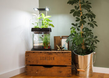 L’Ozarium : l’aquarium-potager intelligent pour toute la famille
