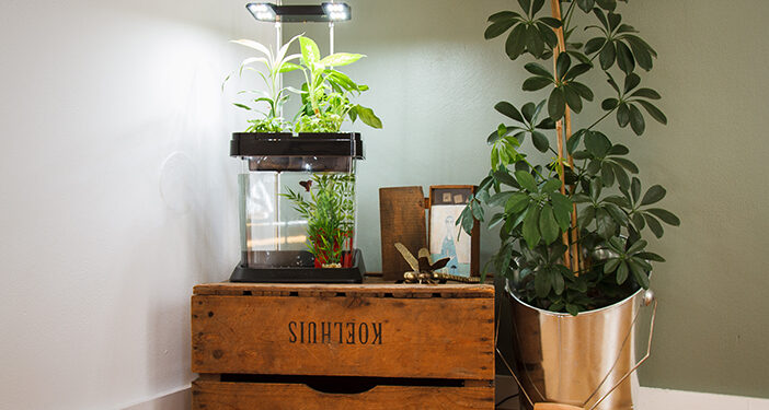 L’Ozarium : l’aquarium-potager intelligent pour toute la famille