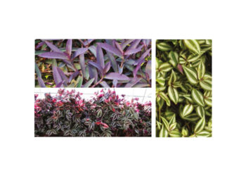 Tradescantia, Misère, Éphémère