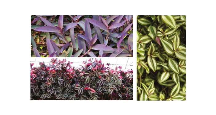 Tradescantia, Misère, Éphémère