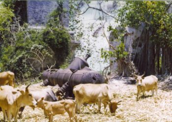 L’Habitation Pirogue