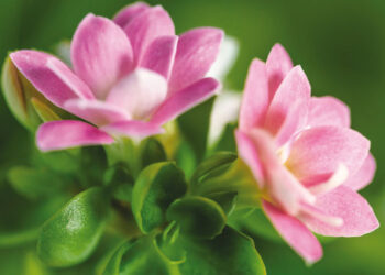 Le kalanchoé