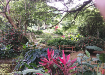 La Martinique durable