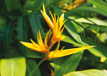 L’heliconia psittacorum
