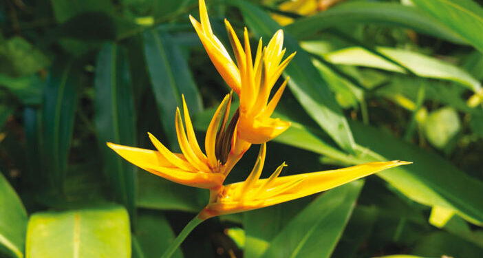 L’heliconia psittacorum